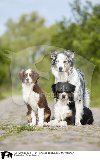 Australian Shepherds / MW-20434