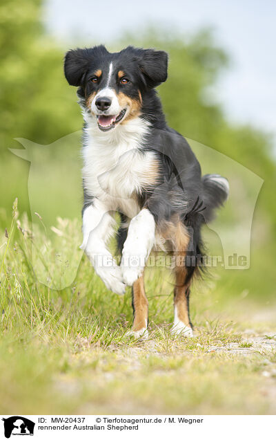 rennender Australian Shepherd / MW-20437
