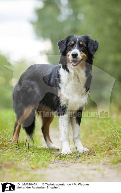 stehender Australian Shepherd / MW-20454