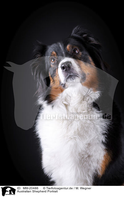 Australian Shepherd Portrait / Australian Shepherd Portrait / MW-20486