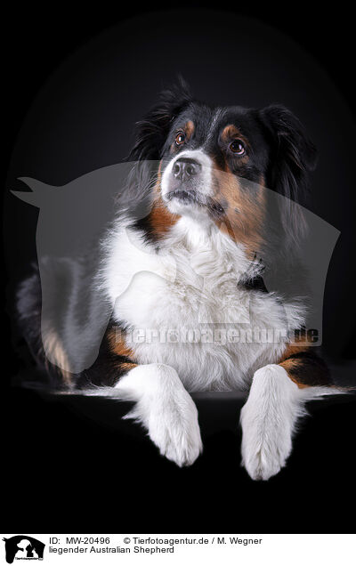 liegender Australian Shepherd / lying Australian Shepherd / MW-20496