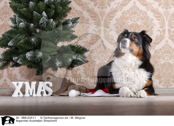 liegender Australian Shepherd / lying Australian Shepherd / MW-20511