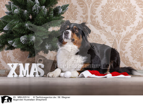 liegender Australian Shepherd / lying Australian Shepherd / MW-20514
