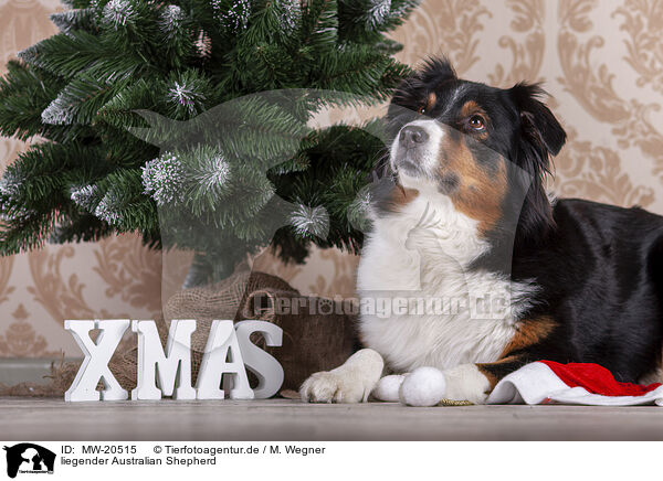 liegender Australian Shepherd / lying Australian Shepherd / MW-20515