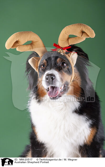 Australian Shepherd Portrait / Australian Shepherd Portrait / MW-20517