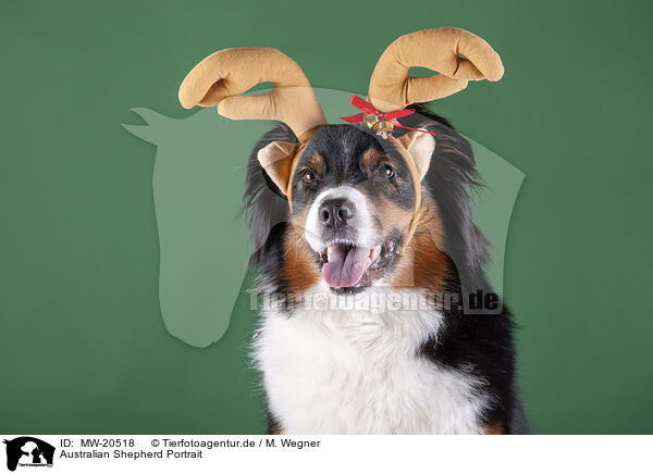 Australian Shepherd Portrait / Australian Shepherd Portrait / MW-20518