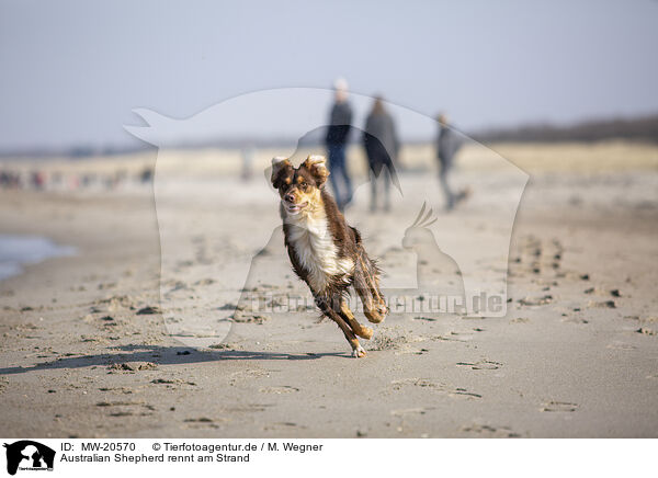 Australian Shepherd rennt am Strand / Australian Shepherd running on the beach / MW-20570