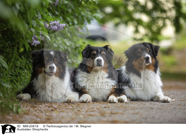 Australian Shepherds / Australian Shepherds / MW-20618