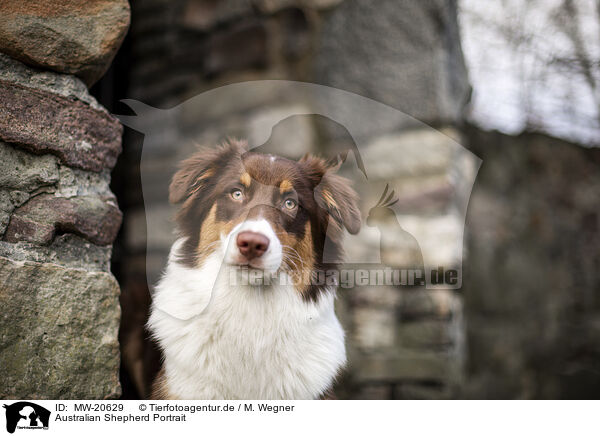 Australian Shepherd Portrait / Australian Shepherd Portait / MW-20629