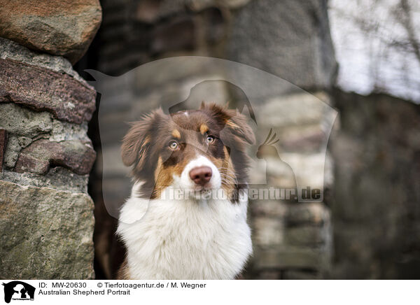 Australian Shepherd Portrait / Australian Shepherd Portait / MW-20630