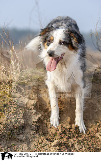 Australian Shepherd / Australian Shepherd / MW-20772