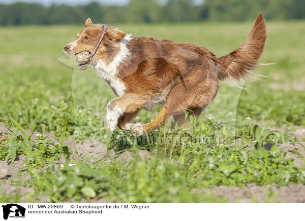 rennender Australian Shepherd / running Australian Shepherd / MW-20869