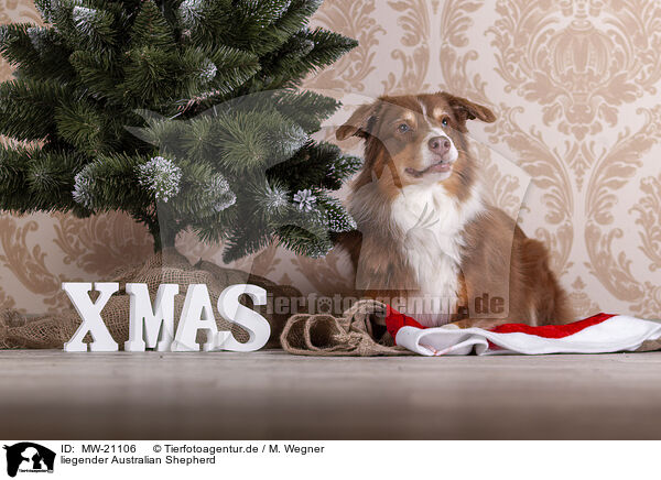 liegender Australian Shepherd / lying Australian Shepherd / MW-21106