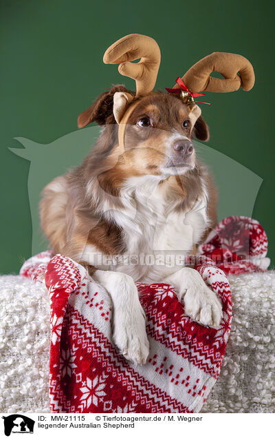 liegender Australian Shepherd / lying Australian Shepherd / MW-21115