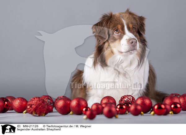 liegender Australian Shepherd / lying Australian Shepherd / MW-21126