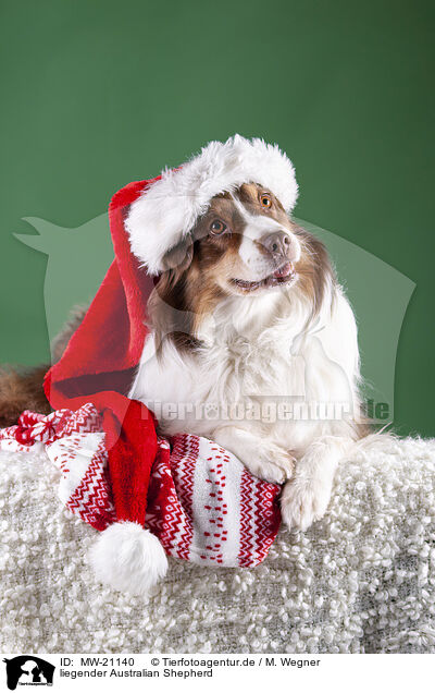 liegender Australian Shepherd / lying Australian Shepherd / MW-21140