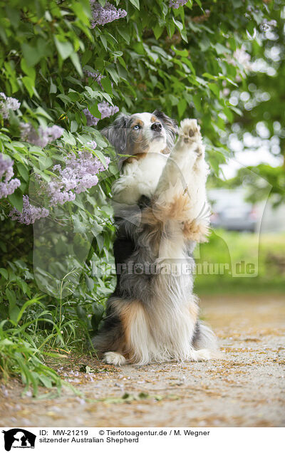 sitzender Australian Shepherd / sitting Australian Shepherd / MW-21219