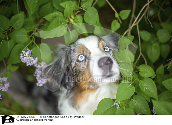 Australian Shepherd Portrait / Australian Shepherd Portrait / MW-21230