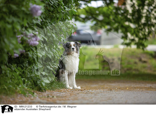 sitzender Australian Shepherd / sitting Australian Shepherd / MW-21233