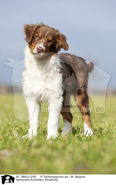 stehender Australian Shepherd / standing Australian Shepherd / MW-21256