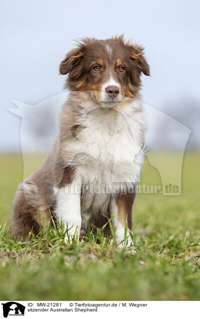 sitzender Australian Shepherd / sitting Australian Shepherd / MW-21281