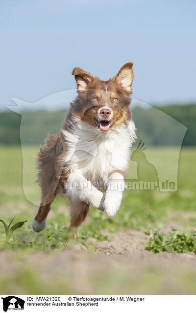 rennender Australian Shepherd / MW-21320