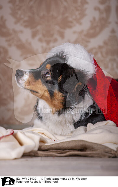 liegender Australian Shepherd / lying Australian Shepherd / MW-21439