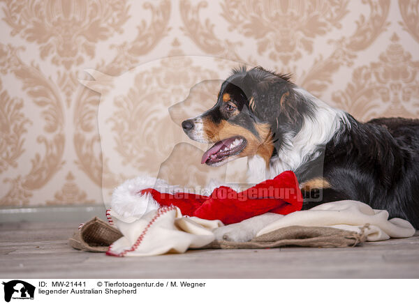 liegender Australian Shepherd / lying Australian Shepherd / MW-21441