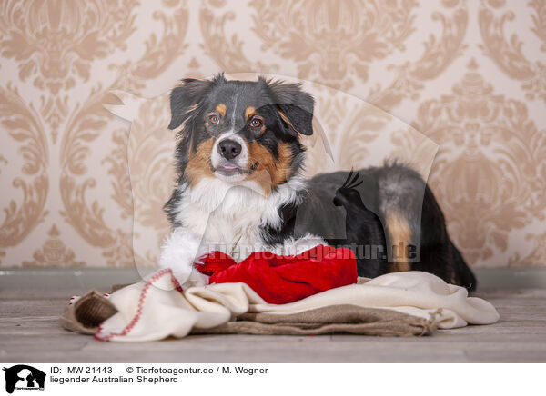 liegender Australian Shepherd / lying Australian Shepherd / MW-21443