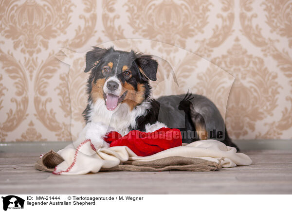 liegender Australian Shepherd / lying Australian Shepherd / MW-21444