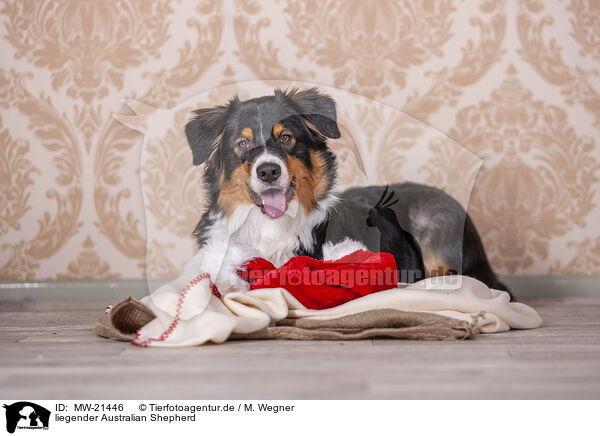 liegender Australian Shepherd / lying Australian Shepherd / MW-21446