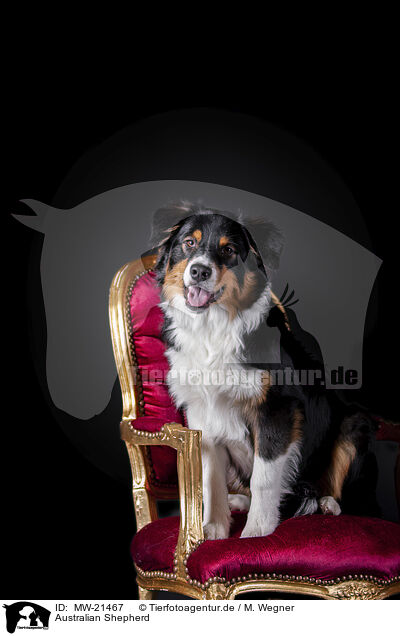 Australian Shepherd / Australian Shepherd / MW-21467