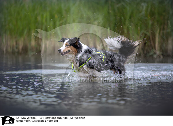 rennender Australian Shepherd / running Australian Shepherd / MW-21686