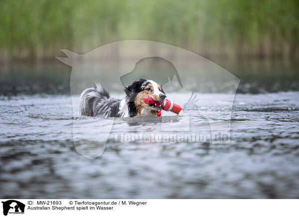 Australian Shepherd spielt im Wasser / Australian Shepherd plays in the water / MW-21693