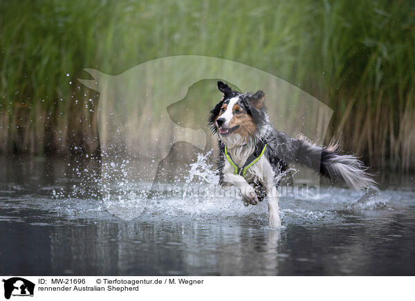 rennender Australian Shepherd / running Australian Shepherd / MW-21696