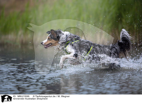 rennender Australian Shepherd / running Australian Shepherd / MW-21699