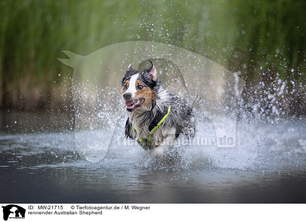 rennender Australian Shepherd / running Australian Shepherd / MW-21715