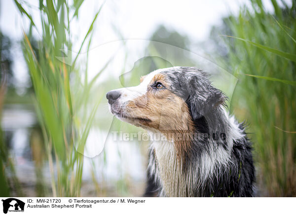 Australian Shepherd Portrait / Australian Shepherd Portrait / MW-21720