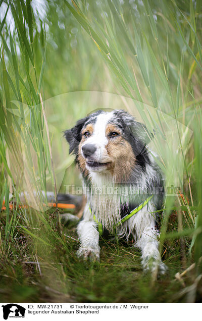 liegender Australian Shepherd / lying Australian Shepherd / MW-21731