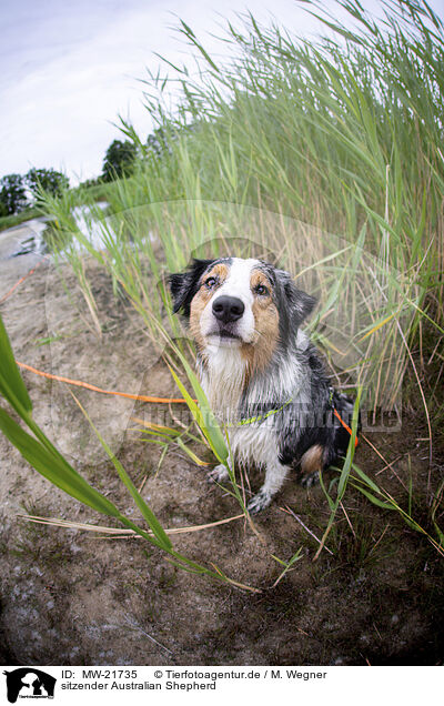 sitzender Australian Shepherd / sitting Australian Shepherd / MW-21735