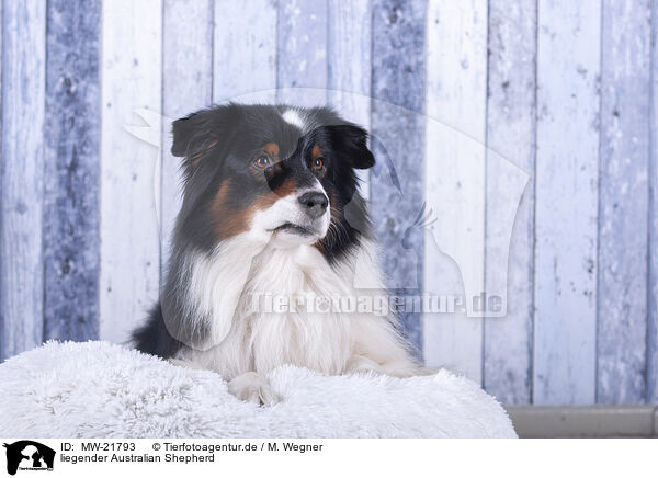 liegender Australian Shepherd / lying Australian Shepherd / MW-21793