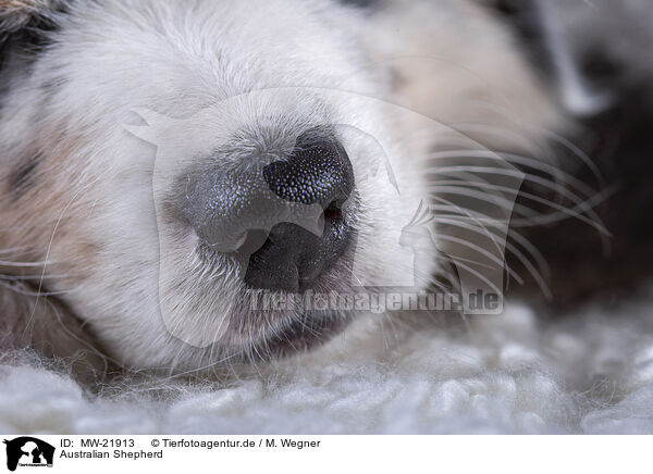 Australian Shepherd / Australian Shepherd / MW-21913
