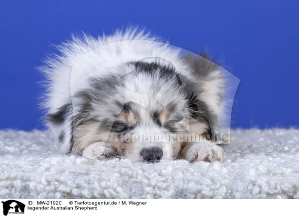 liegender Australian Shepherd / MW-21920