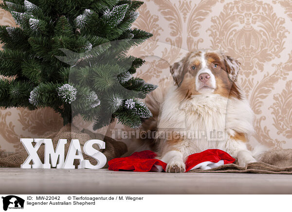 liegender Australian Shepherd / lying Australian Shepherd / MW-22042