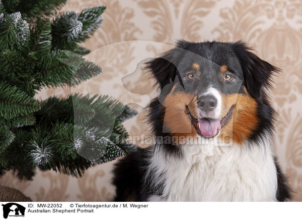 Australian Shepherd Portrait / Australian Shepherd Portrait / MW-22052