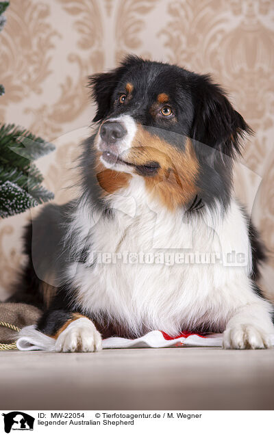 liegender Australian Shepherd / lying Australian Shepherd / MW-22054