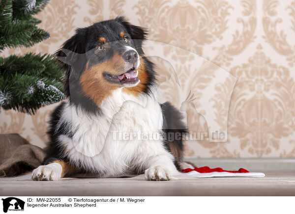 liegender Australian Shepherd / lying Australian Shepherd / MW-22055