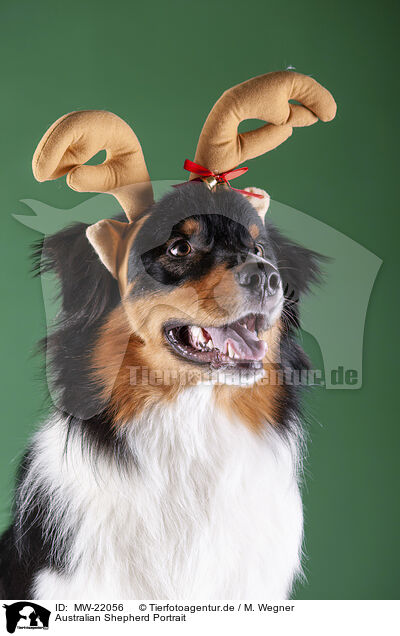 Australian Shepherd Portrait / Australian Shepherd Portrait / MW-22056