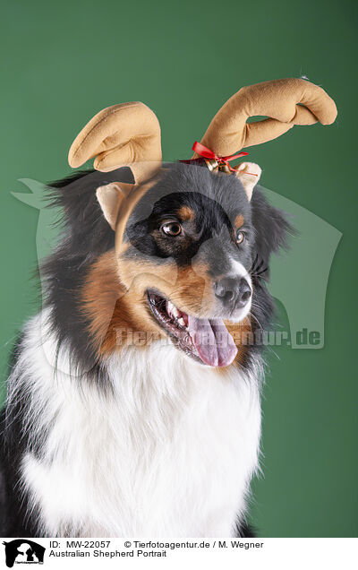 Australian Shepherd Portrait / Australian Shepherd Portrait / MW-22057