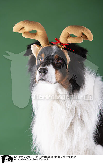 Australian Shepherd Portrait / Australian Shepherd Portrait / MW-22061